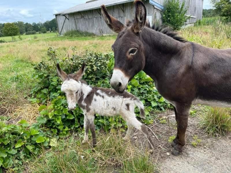 La Campagne Bretonne Villa Parigne Bilik gambar